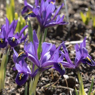 Iris Reticulata-grp 'Palm Spring'