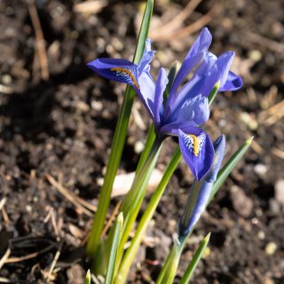 Iris Reticulata-grp 'Alida'