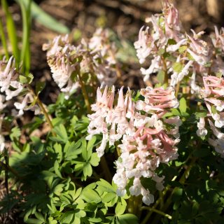 Rosa frösådd - stor nunneört