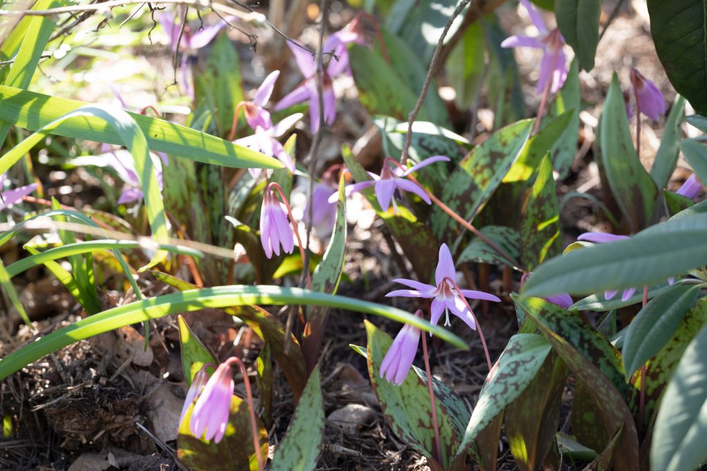 Favorisering - Erythronium dens-canis 'Purple King' - hundtandslilja