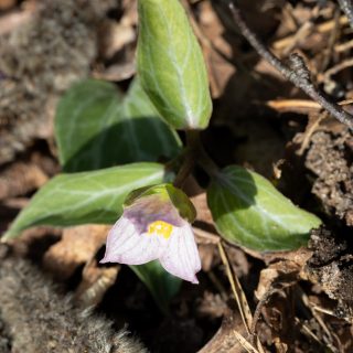 Trillium rivale - pricktreblad