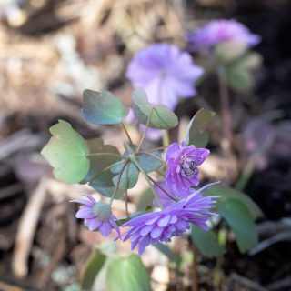 Anemonella thalictroides 'Oscar Schoaf' - sippruta