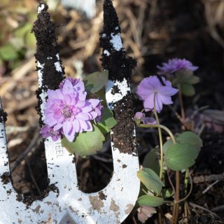 A - Anemonella thalictroides 'Oscar Schoaf' - sippruta