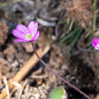 Hepatica nobilis pink selection - rosa blåsippa
