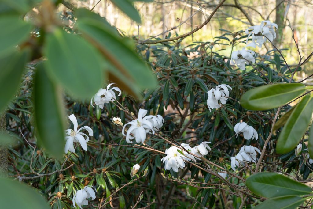 Rhododendronstigen i april - Magnolia stellata 'Royal Star'