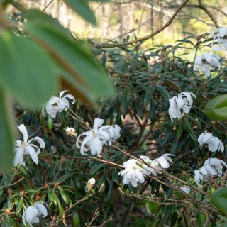 Rhododendronstigen i april - Magnolia stellata 'Royal Star'