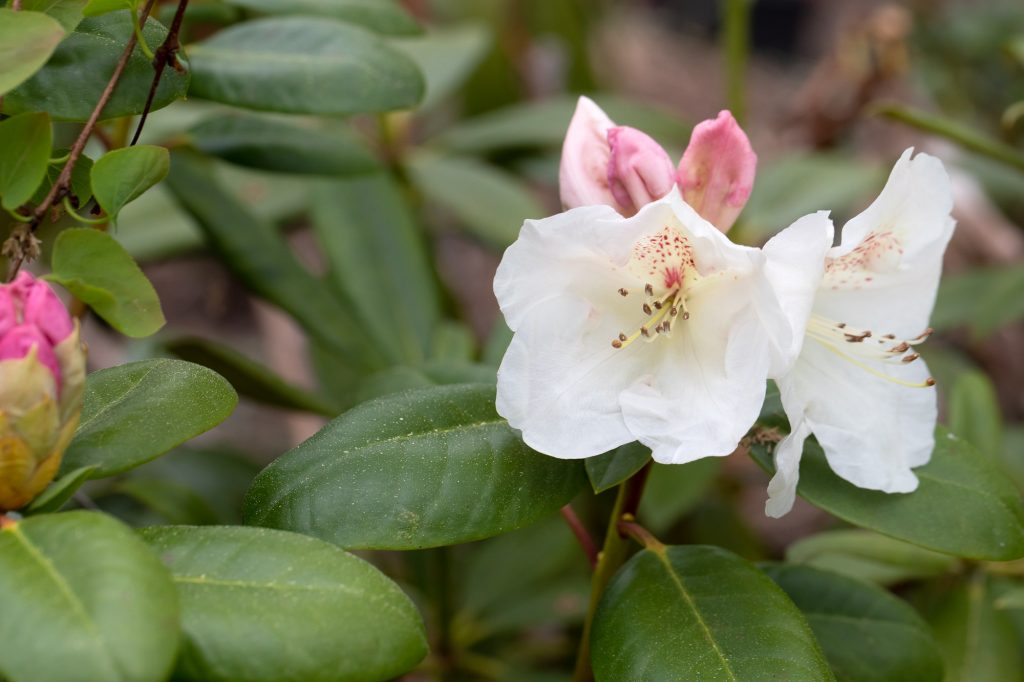 Rhododendron 'Blueshine Girl'