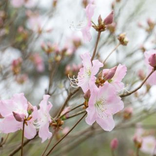 Rhododendron schlippenbackii - koreansk azalea