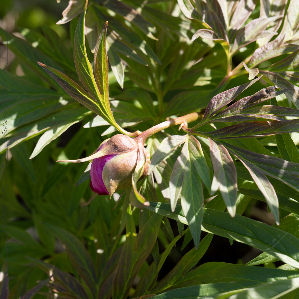 Frösådda pioner - Paeonia intermedia