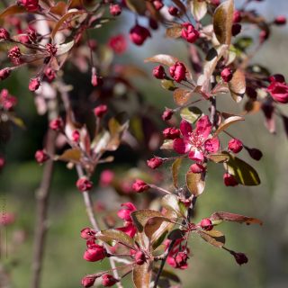Malus toringo 'Freja'
