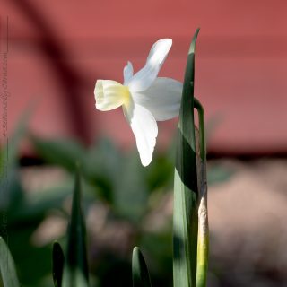 Narcissus Tazetta-grp 'Silver Chimes'