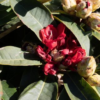 Rhododendron 'Brisanz'