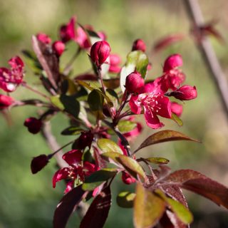 Mina växter - Malus toringo 'Freja'