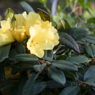 Rhododendron Wardii-grp 'Golden Everest'