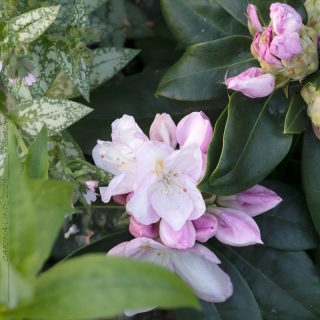 Rhododendron Catawbiense-grp 'Gomer Waterer'