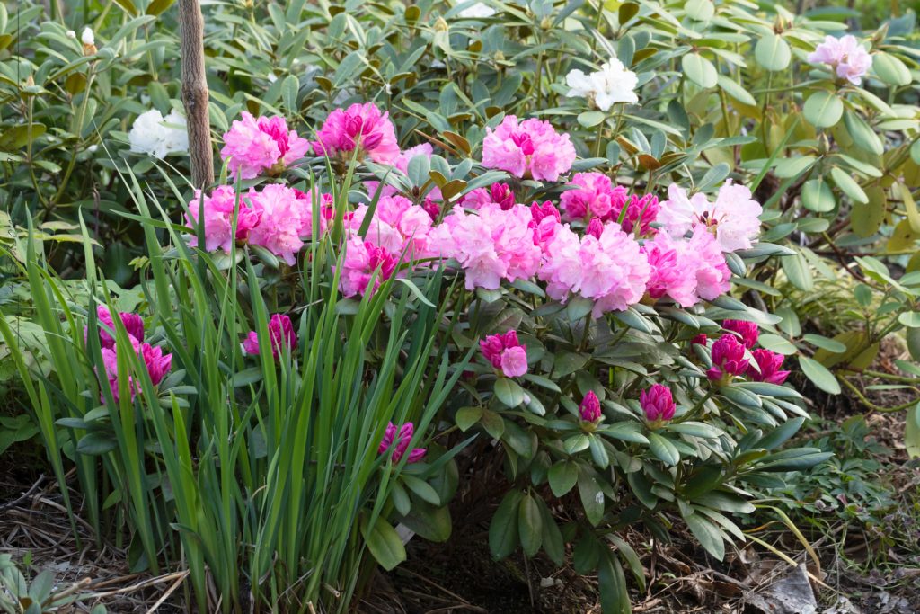 Rhododendron Yakushimanum-grp 'Hachmann's Polaris''