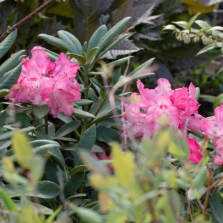 Rhododendron Yakushimanum-grp 'Sneezy'