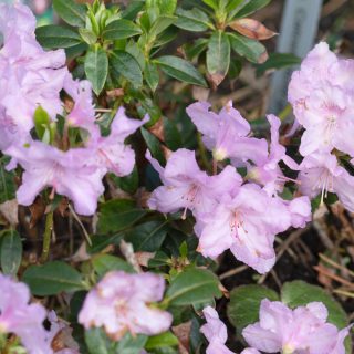 Rhododendron Calostrotum-grp 'Robert Seleger'