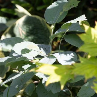 Häxal - Fothergilla x intermedia 'Blue Shadow' - mellan häxal