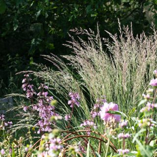Solsidan bjuder på Calamagrostis x acutiflora 'Overdaam' - prydnadsgräs