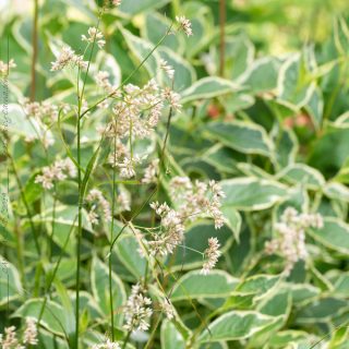 Weigela och prydnadsgräs