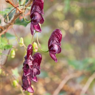01092016-_MG_3522-aconitum-hemsleyanum