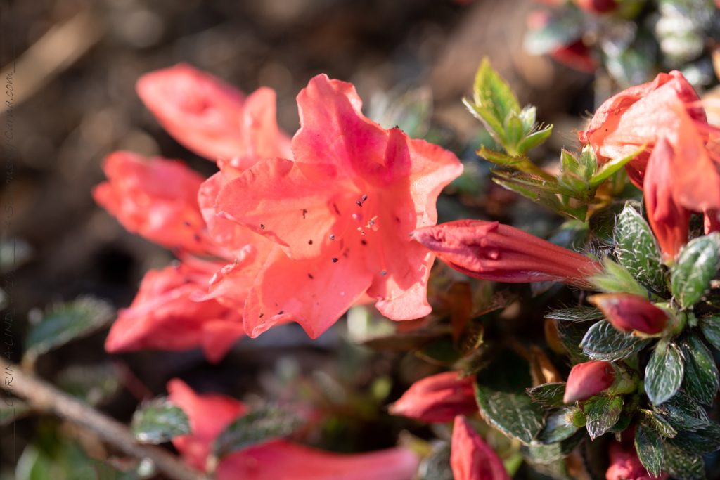 Rhododendron 'Mariko'