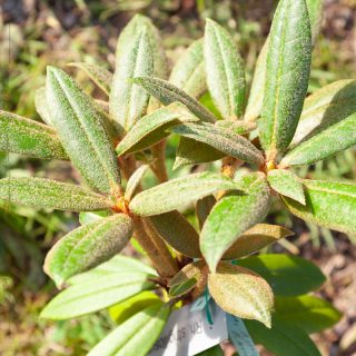 Rhododendronkorsningar - Rhododendron strigillosum x bureavii