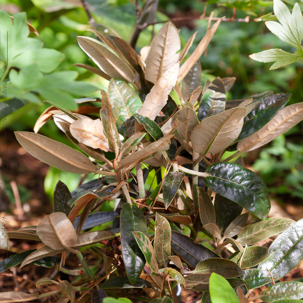 Indument - Rhododendron elegantulum - elegantrododendron
