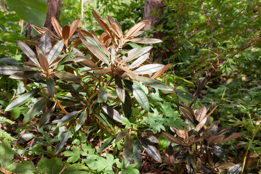 Indument - Rhododendron elegantulum - elegantrododendron