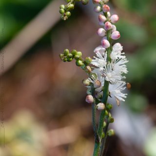 Actaea japonica 'Cheju Do'