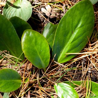 20190918-0032-bergenia-emeiana B - Bergenia emeiensis