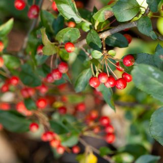 Höstblomning - Malus toringo Sargentii'