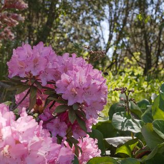 Rhododendron yakushimanum-grp 'Pink Cherub'