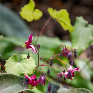 Epimedium 'Never the Red Rooster'