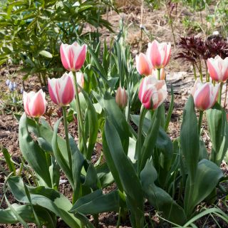Tulipa 'Candy Apple Delight'