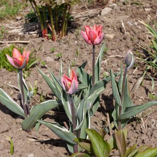 Tulipa 'Pretty Princess'