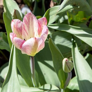 Tulipa 'Flaming Purissima'