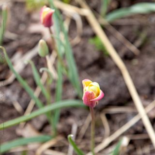 Tulipa Clusiana-grp 'Cynthia'
