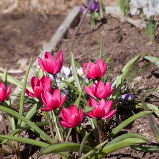 Tulipa humilis 'Violacea Black Base'