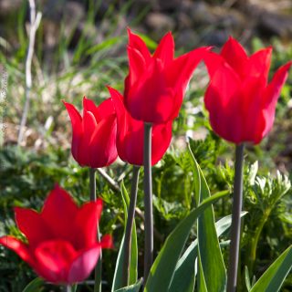 Tulpanbombning - Tulipa 'Pieter de Leur'
