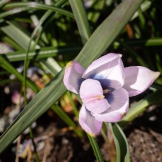 Tulipa humilis 'Rosea Coerulea Oculata'