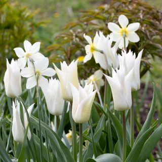 Tulipa 'White Elegance'