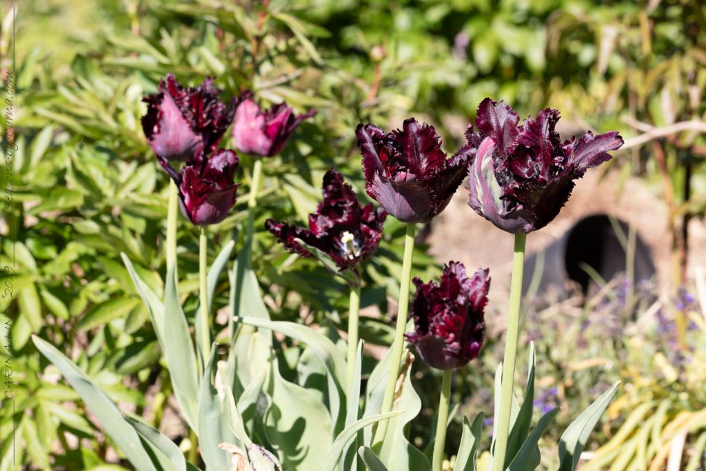 Tulipa 'Black Parrot'