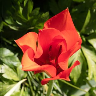 Tulipa linifolia 'Red Jewel'