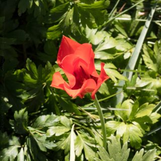 Tulipa linifolia 'Red Jewel'