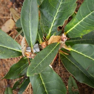Rhododendron rex ssp. fictolacteum - brun kungsrododendron