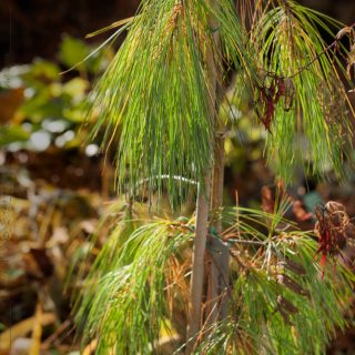 Pinus strobus 'Pendula' - weymouthtall