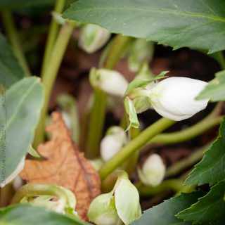 Helleborus niger 'Jesko'