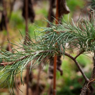 Pinus monticola 'Undulata'
